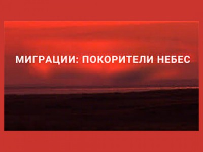 Миграции: покорители небес