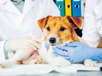 Будни ветеринаров