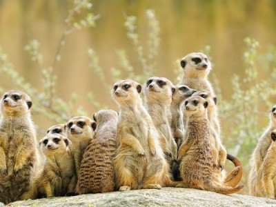 Знакомимся с сурикатами