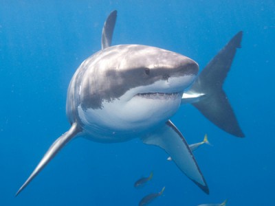 Акула-убийца?