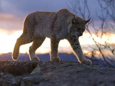 Королевства солнца