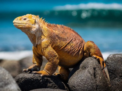 Галапагосы. На краю земли