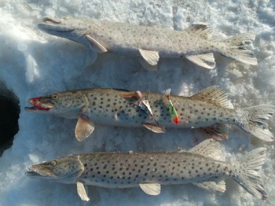 Прожорливая щука Жиганского улуса