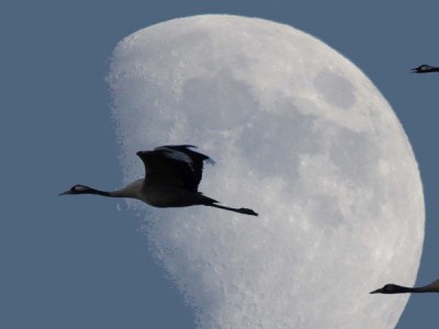 Зимние птицы