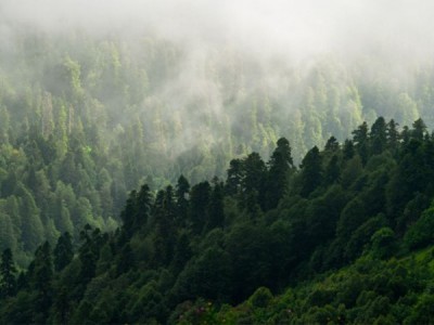 К зеленым вершинам