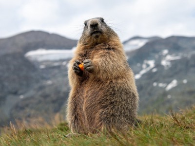 Жизнь сурка