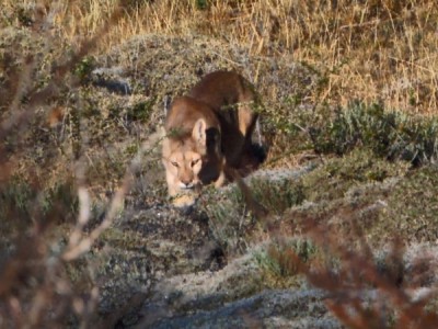 Пума — кошка-призрак