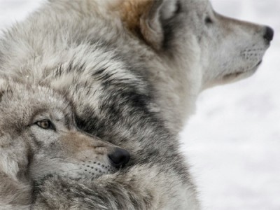 Животные от и до