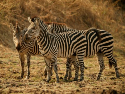 Зебры: звёзды в полосочку