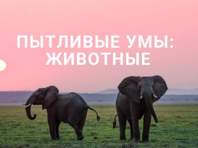 Пытливые умы: Животные