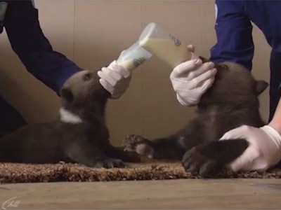 Лeсной домашний зверь