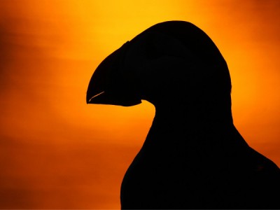 Шотландия: В поисках первозданного