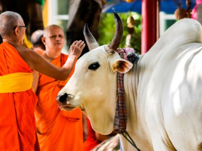 Священные животные Индии