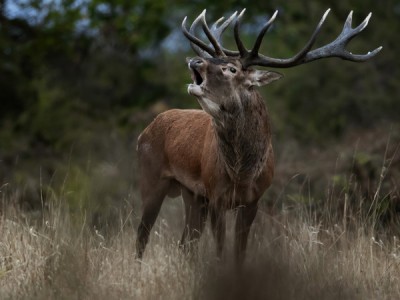 Олень — король леса