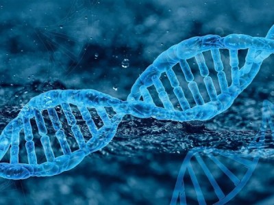 ДНК животных