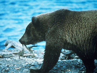 Земля десяти тысяч гризли