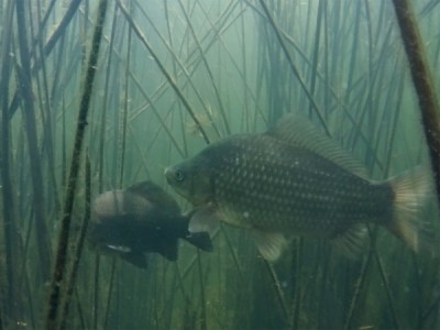 Пресноводная стихия и ее обитатели