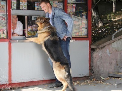 Возвращение Мухтара