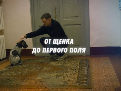 От щенка до первого поля