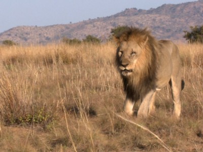 Невероятная жизнь в Африке