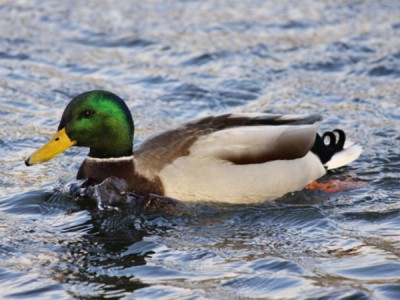 Вольерное хозяйство