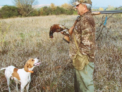Собака на охоте