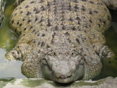 Недомашние питомцы