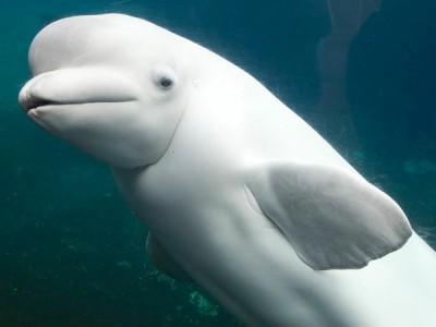 Белый кит — белуха