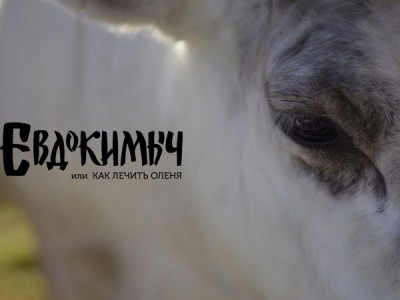 Евдокимыч, или как лечить оленя