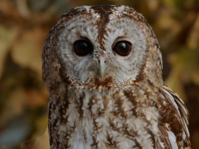 Призрачные убийцы