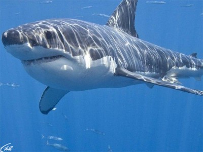 Акулы Средиземного моря