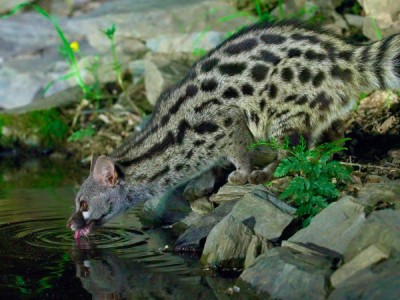 Символы дикой Иберии