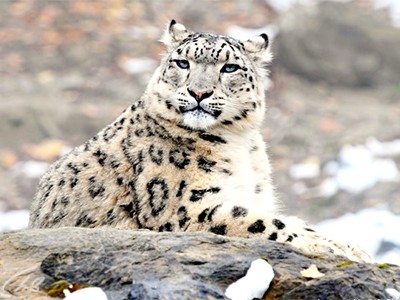 Снежный барс Афганистана