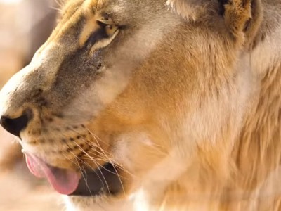 Животные, изменившие ход истории