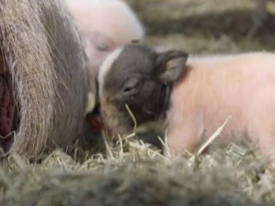 Поросячьи байки