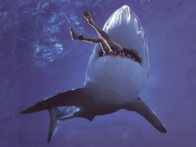 Акулы Малибу