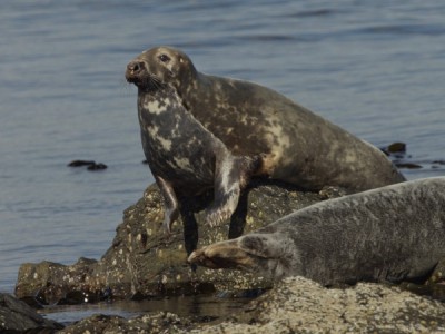Серые тюлени. Секреты выживания