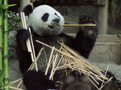 Панды. Сделано в Чэнду