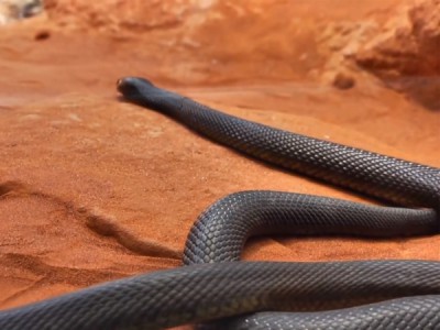 Ядовитые твари и где они обитают