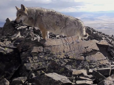 Территория привязанности