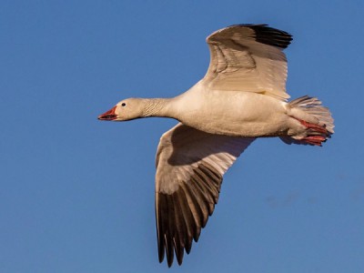 Весенняя охота на гусей в Псковской области с Евгением Шеляпиным