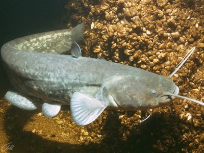 Водная среда