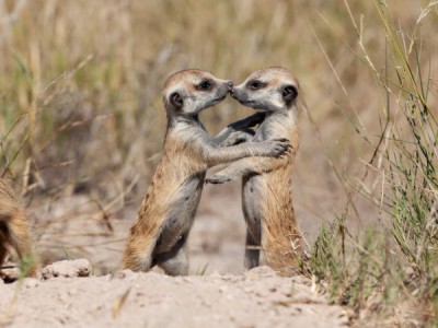 Животные: диалоги без слов