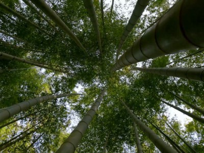 Зеленые Животные