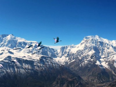 Корея. 5000 лет выживания