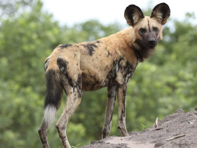 Дикие собаки