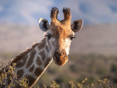 Последний жираф