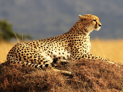 Гепард: охотник становится добычей