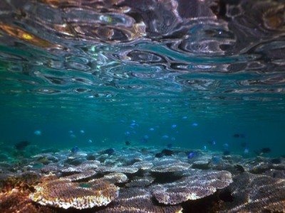 Мальдивы: водный мир Индийского океана
