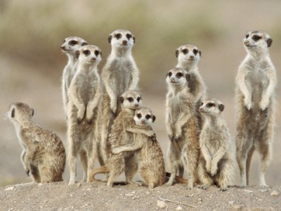 Наша большая семья